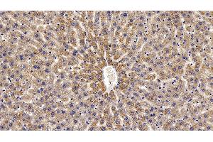 Detection of VEGFA in Rat Liver Tissue using Polyclonal Antibody to Vascular Endothelial Growth Factor A (VEGFA)