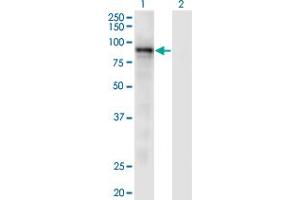 Western Blot analysis of RASA3 expression in transfected 293T cell line by RASA3 monoclonal antibody (M01), clone 1F11. (RASA3 antibody  (AA 725-834))
