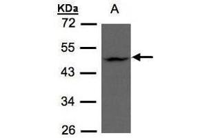 WB Image Sample(30 μg of whole cell lysate) A:HeLa S3 , 10% SDS PAGE antibody diluted at 1:500 (ZDHHC13 antibody  (C-Term))