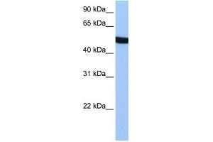 SPATA6 antibody used at 1 ug/ml to detect target protein. (SPATA6 antibody  (Middle Region))