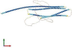 Protein Structure (PS) image for Coiled-Coil Domain Containing 99 (CCDC99) (AA 1-608) protein (His tag) (ABIN7564855)