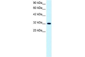 WB Suggested Anti-E2F5 Antibody Titration:  0. (E2F5 antibody  (N-Term))