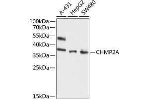 Western blot analysis of extracts of various cell lines, using CHMP2A antibody (ABIN6131292, ABIN6138543, ABIN6138544 and ABIN6214616) at 1:1000 dilution. (CHMP2A antibody  (AA 1-222))