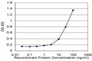 Detection limit for recombinant GST tagged RHOG is approximately 1ng/ml as a capture antibody. (RHOG antibody  (AA 94-191))