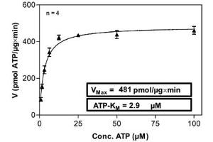 Image no. 1 for TEK Tyrosine Kinase, Endothelial (TEK) (AA 771-1124) (Active) protein (GST tag) (ABIN5570126) (TEK Protein (AA 771-1124) (GST tag))