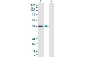 Western Blot analysis of PDS5A expression in transfected 293T cell line by PDS5A MaxPab polyclonal antibody. (PDS5A antibody  (AA 1-333))
