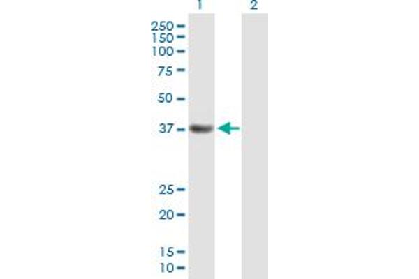 PDS5A antibody  (AA 1-333)