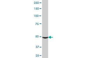 CYP3A4 antibody  (AA 1-503)