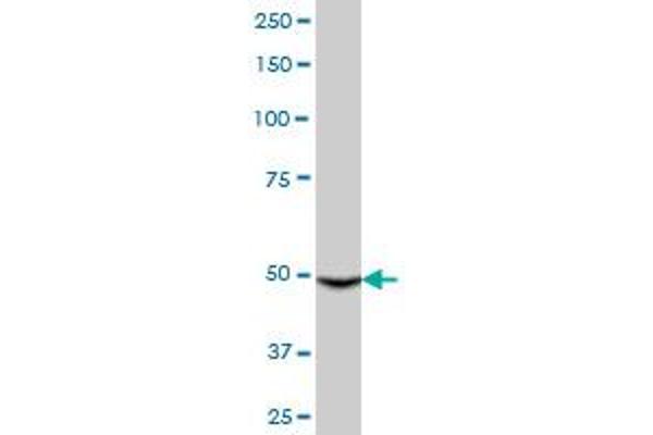 CYP3A4 antibody  (AA 1-503)