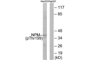 Western Blotting (WB) image for anti-Nucleophosmin (Nucleolar phosphoprotein B23, Numatrin) (NPM1) (pThr199) antibody (ABIN1847320) (NPM1 antibody  (pThr199))
