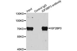 Immunoprecipitation (IP) image for anti-Insulin-Like Growth Factor 2 mRNA Binding Protein 3 (IGF2BP3) (AA 300-579) antibody (ABIN6142245)