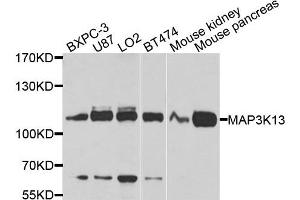 Western blot analysis of extracts of various cells, using MAP3K13 antibody. (MAP3K13 antibody)