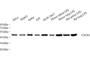 Western blot analysis of CXCR1 (ABIN7073465) at dilution of 1: 500 (CXCR1 antibody)