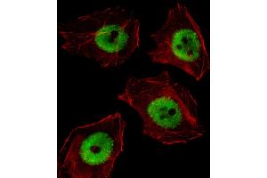 Fluorescent image of A549 cell stained with UBP1 Antibody . (UBP1 antibody  (AA 266-295))