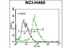 GGH Antibody (C-term) (ABIN655984 and ABIN2845368) flow cytometric analysis of NCI- cells (right histogram) compared to a negative control cell (left histogram). (GGH antibody  (C-Term))