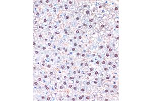 Immunohistochemistry of paraffin-embedded Rat liver using UB Rabbit pAb (ABIN7271188) at dilution of 1:100 (40x lens). (UBA5 antibody  (AA 1-404))