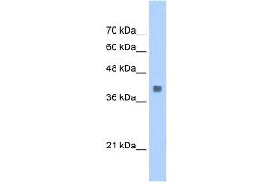 WB Suggested Anti-ALDOA Antibody Titration:  0. (ALDOA antibody  (N-Term))