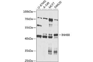 Western blot analysis of extracts of various cell lines, using INHBB antibody (ABIN6129033, ABIN6142461, ABIN6142462 and ABIN6224649) at 1:1000 dilution.