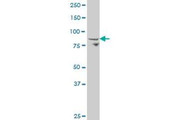ADAM30 antibody  (AA 199-298)