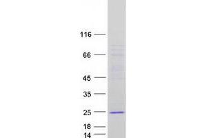 Validation with Western Blot (THYN1 Protein (Transcript Variant 2) (Myc-DYKDDDDK Tag))