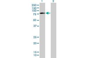 Western Blot analysis of FAF1 expression in transfected 293T cell line by FAF1 MaxPab polyclonal antibody. (FAF1 antibody  (AA 1-650))