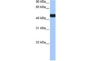 LIN9 antibody used at 0. (LIN9 antibody  (N-Term))