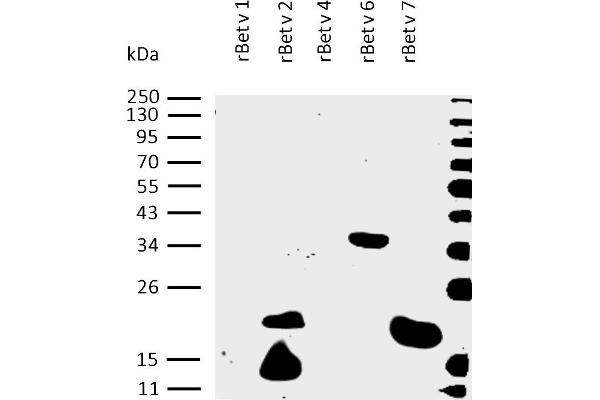 PPIL1 Protein