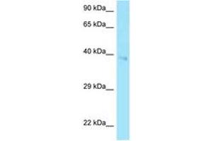 Image no. 1 for anti-CD2 (CD2) (AA 177-226) antibody (ABIN6748454) (CD2 antibody  (AA 177-226))