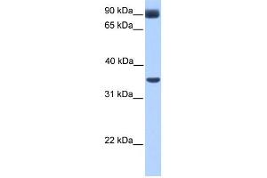 WB Suggested Anti-CIR Antibody Titration:  0.
