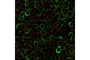 Paraformaldehyde-fixed Raji cells stained with Double Stranded DNA Mouse Monoclonal Antibody (121-3)followed by Goat anti-Mouse IgG-CF488 (Green). (dsDNA antibody)