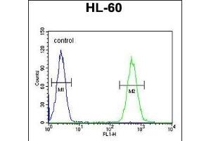 BTNL3 Antibody (C-term) (ABIN654857 and ABIN2844519) flow cytometric analysis of HL-60 cells (right histogram) compared to a negative control cell (left histogram). (BTNL3 antibody  (C-Term))