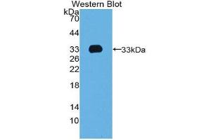 Western Blotting (WB) image for anti-T-Box 4 (TBX4) (AA 284-545) antibody (ABIN1980515) (TBX4 antibody  (AA 284-545))