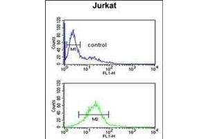 LIMD2 Antibody (N-term) (ABIN651242 and ABIN2840151) flow cytometric analysis of Jurkat cells (bottom histogram) compared to a negative control cell (top histogram). (LIMD2 antibody  (N-Term))