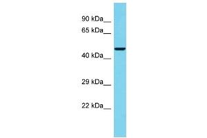 Host: Rabbit Target Name: C4orf29 Sample Type: 293T Whole Cell lysates Antibody Dilution: 1. (C4ORF29 antibody  (C-Term))