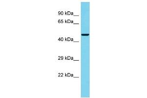 anti-Abhydrolase Domain Containing 18 (ABHD18) (C-Term) antibody