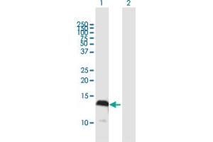 Western Blot analysis of S100A4 expression in transfected 293T cell line by S100A4 MaxPab polyclonal antibody. (s100a4 antibody  (AA 1-101))