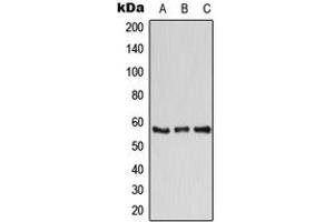 Western blot analysis of ATP6V1B1 expression in K562 (A), Raw264. (ATP6V1B1 antibody  (C-Term))