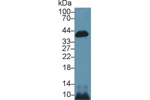 Western Blot; Sample: Mouse Kidney lysate; Primary Ab: 1µg/ml Rabbit Anti-Mouse CASP14 Antibody Second Ab: 0. (CASP14 antibody  (AA 17-248))