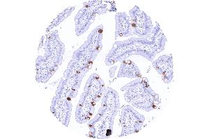 Duodenal mucosa with a moderate to strong TFF1 positivity of selected goblet cells (TFF1 antibody  (AA 1-88))