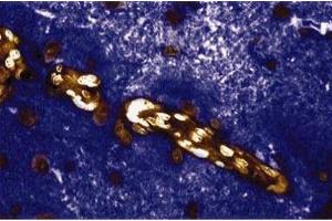 Immunohistochemical staining of a rabbit brain section. (CAN antibody  (AA 247-449))