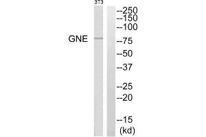 Western blot analysis of extracts from NIH/3T3 cells, using GNE antibody. (GNE antibody  (C-Term))