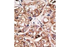Image no. 1 for anti-Neuronal Differentiation 1 (NEUROD1) (N-Term) antibody (ABIN2853626) (NEUROD1 antibody  (N-Term))