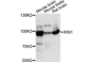Western blot analysis of extracts of various cell lines, using RIN1 antibody (ABIN6290904) at 1:3000 dilution. (RIN1 antibody)