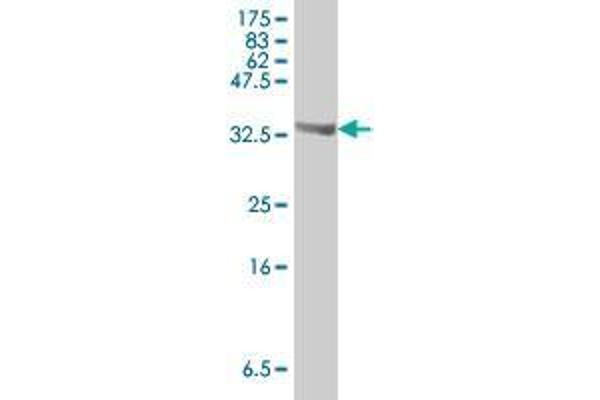 CHD8 antibody  (AA 1980-2078)