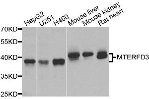 Western blot analysis of extracts of various cells, using MTERFD3 antibody. (MTERFD3 antibody)