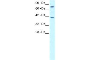 Western Blotting (WB) image for anti-phosphoenolpyruvate Carboxykinase 1 (Soluble) (PCK1) (Middle Region) antibody (ABIN2777602)