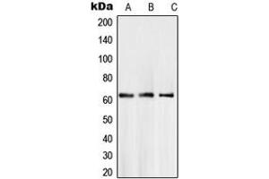 Western blot analysis of SMAD6 expression in A204 (A), LN18 (B), L929 (C) whole cell lysates. (SMAD6 antibody  (Center))