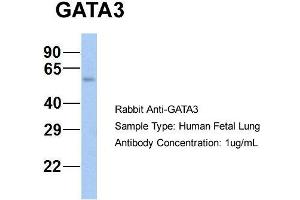Host: Rabbit Target Name: GATA3 Sample Type: Human Fetal Lung Antibody Dilution: 1.