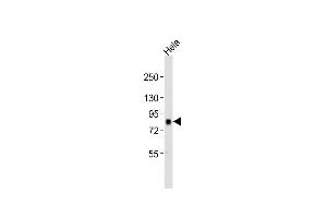 Anti-AK Antibody (Center)at 1:2000 dilution + Hela whole cell lysates Lysates/proteins at 20 μg per lane. (AKAP8 antibody  (AA 395-430))