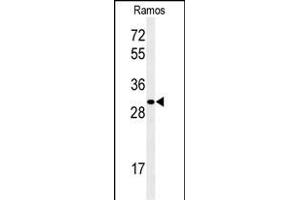 Western blot analysis of GBAS Antibody (Center) (ABIN652238 and ABIN2840994) in Ramos cell line lysates (35 μg/lane). (GBAS antibody  (AA 130-159))